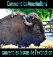 Comment les Amérindiens sauvent les bisons de l'extinction - Geo.fr